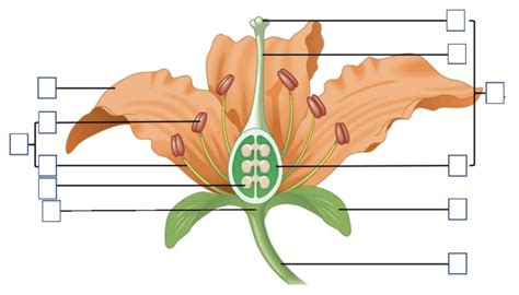 Thema 4 Geslachtelijke Voortplanting Bij Planten Diagram Quizlet