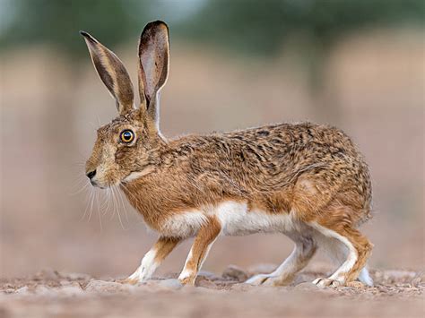 Liebre ibérica Lepus granatensis