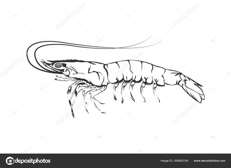 Vector Illustration Design Element Prawn Shrimp Isolated White