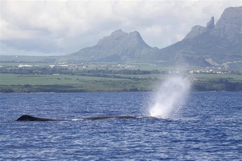 Whale And Dolphin Watching Private Boat Tour From Mauritius