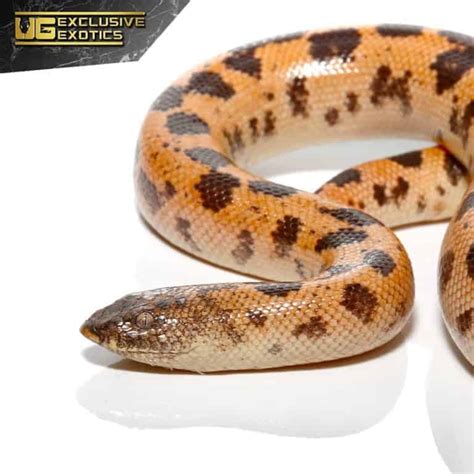 High Gold Saharan Sand Boas Eryx Colubrinus For Sale Underground