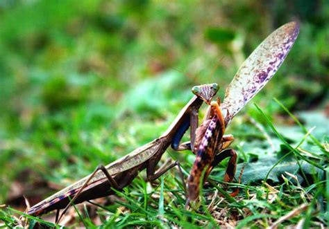 Praying Mantis Symbolism: 14 Spiritual Meanings Of Praying Mantis
