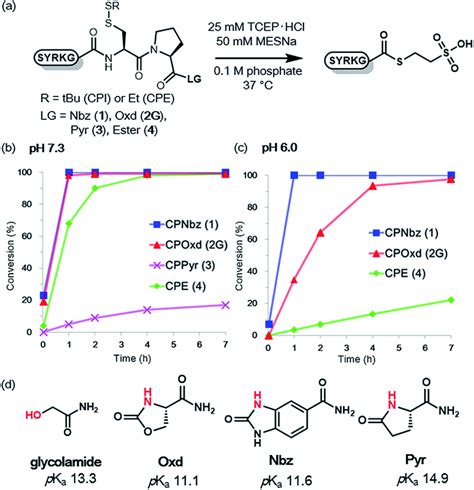 MESNa Thioester Formation Of CPI Peptides And CPE Peptides A