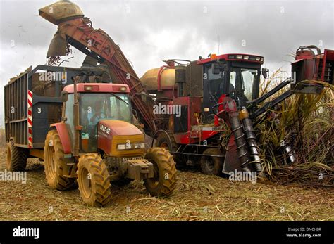 Corte Mecanizado De La Ca A De Az Car Mauricio Fotograf A De Stock Alamy