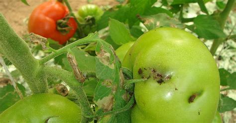 Simple Ways Of Controlling Tuta Absoluta In Tomato Farming