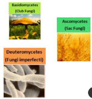 Mycology Flashcards Quizlet