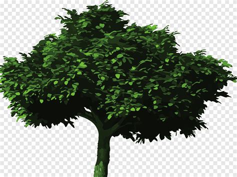 Plantação de árvores Terra floresta cotação árvore folha filial png