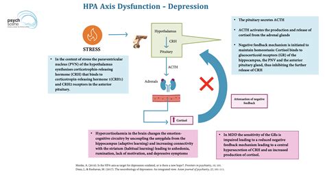 Neurobiology Of Depression A Simplified Guide