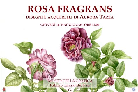 Rosa Fragrans Disegni E Acquerelli Di Aurora Tazza Museo Della