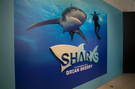 11alive.com | Shark exhibit opening Monday at Georgia Aquarium