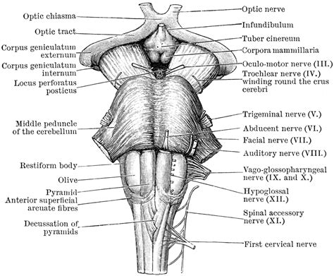 Front view of Medulla, Pons, and Mesencephalon | ClipArt ETC