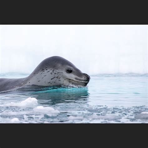 Leopard Seals