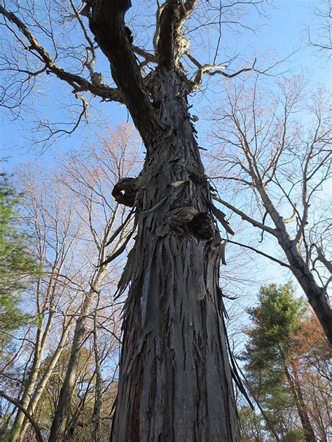 Hickory Nuts: Foraging for Pignut and Shagbark Hickory Nuts