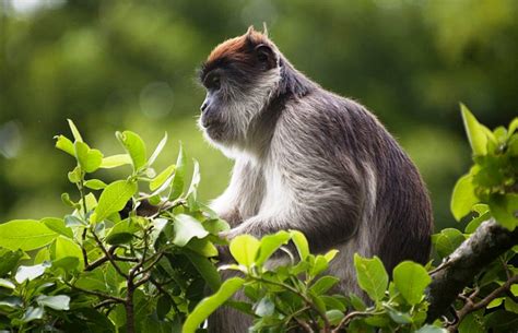 Primates Of Kibale National Park Chimpanzee Trekking Uganda Safaris