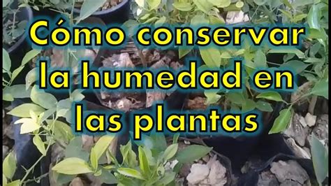 C Mo Conservar La Humedad En Las Plantas Y Dejar De Regar Por D As