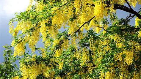 Yellow Acacia Twigs Hd Flowers Wallpapers Hd Wallpapers Id