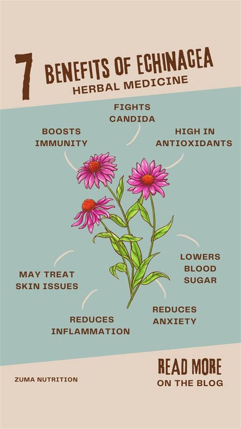 Echinacea Plant Health Benefits Herbalism Echinacea Herbs For Health