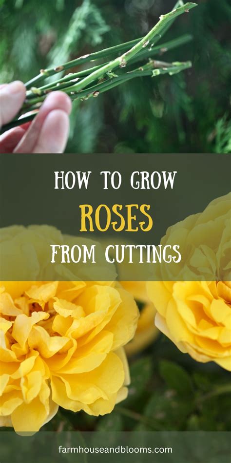 How To Grow Roses From Seed The Simple Way That Works Artofit