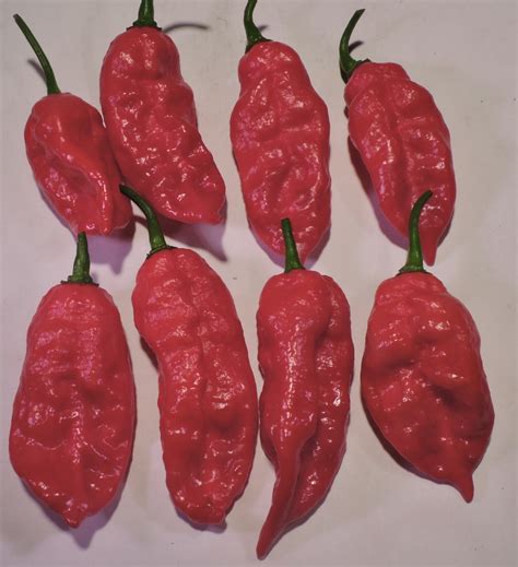 Pure Capsaicin Pepper Seeds