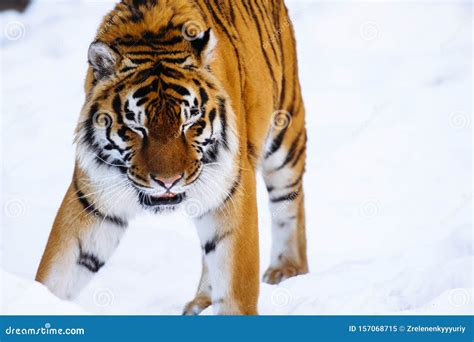 Siberian tiger on snow stock image. Image of beast, tigress - 157068715