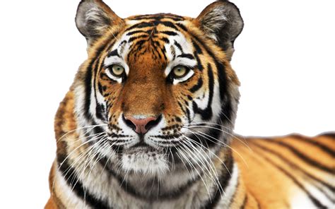 Tiger PNG Transparent Images | PNG All