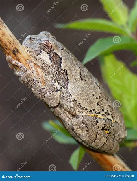 Gray Treefrog - Hyla Versicolor Stock Photo | CartoonDealer.com #127200132