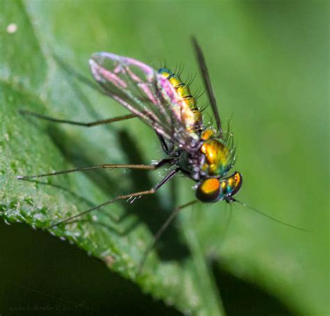 Long Legged Fly Condylostylus Bugguide Net