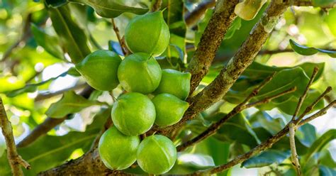 When and How to Harvest Macadamia Nuts | Gardener's Path