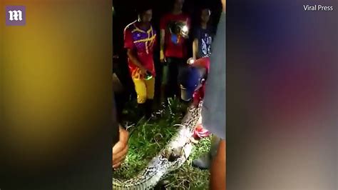 Jovem desaparecido foi encontrado dentro de uma python gigante Vídeo