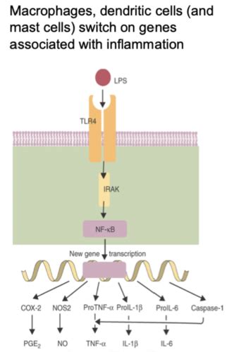 Immunology 3 Inflammation And Innate Immunity Flashcards Quizlet