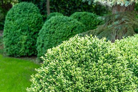 How To Grow And Care For Boxwood Shrubs Gardeners Path