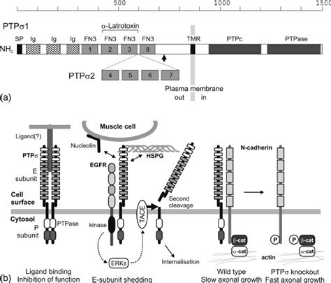 PTP σ structure and functions a Generalized domain structure of