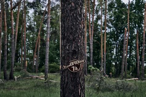 У Нацгвардії показали, як виглядає Серебрянське лісництво на Луганщині ...