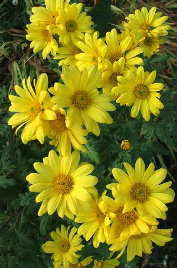 Yellow Mums (Chrysanthemums)