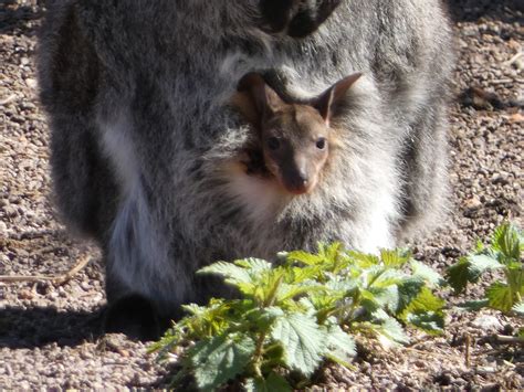 Nachwuchs bei den Bennett Kängurus Tierpark Röhrensee