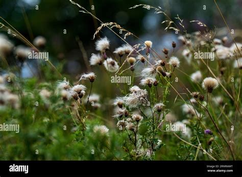 A Patch Of Milk Thistle With Thistledown Seeds On A Field Edge In