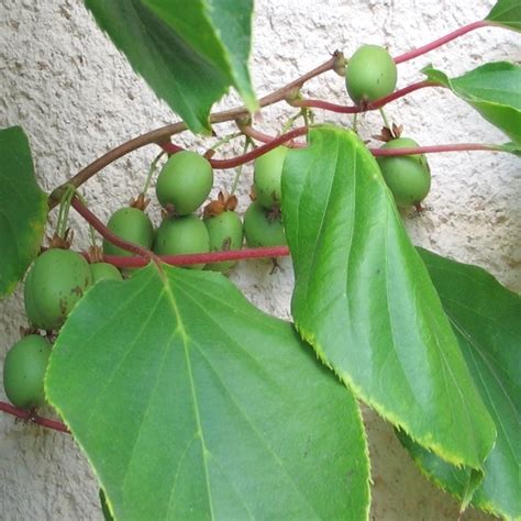 Mini Kiwi Fruit Seeds — USA Garden Center