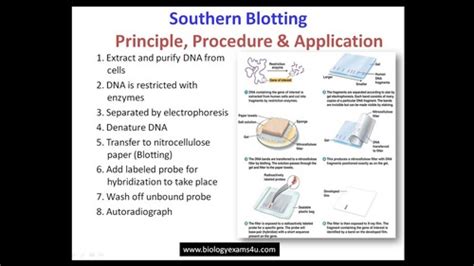 BIOL 308 Module 12 Flashcards Quizlet