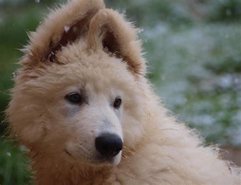 Berger Blanc Suisse Caract Re Et Ducation Ooreka