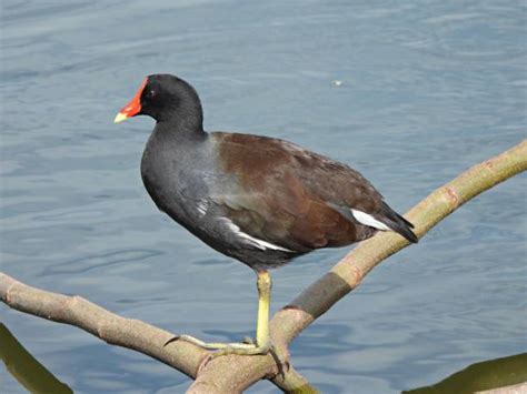 1,300+ Common Gallinule Photos Stock Photos, Pictures & Royalty-Free ...