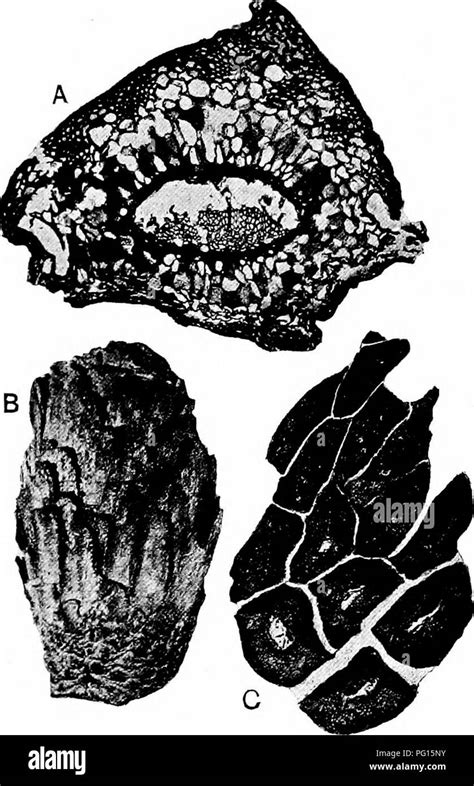 Fossil Plants For Students Of Botany And Geology Paleobotany