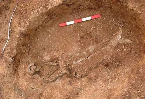 Buried Mermaid Body Found | Z6Mag