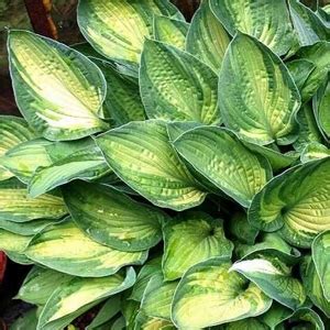 Hosta Regal Splendor