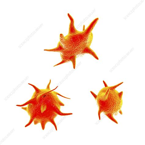 Activated Platelets Illustration Stock Image F0338039 Science