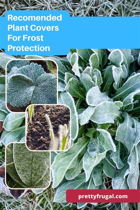 Plant Covers For Frost Protection – Pretty Frugal