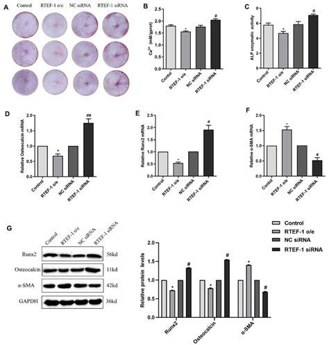 Rtef 1 Prevents β Gp Induced Calcification And Osteogenic Download