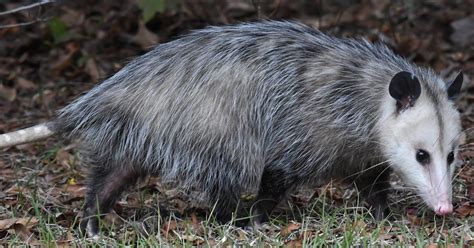 Native Mammals Of Illinois Quiz By Palmtree