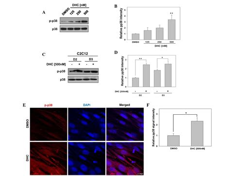 Dehydrocorydaline Promotes Myogenic Differentiation Via P38 MAPK Activation