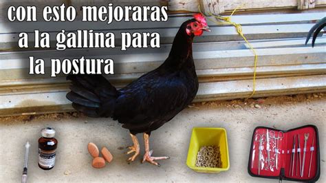 Como Mejorar A La Gallina Para La Postura Youtube