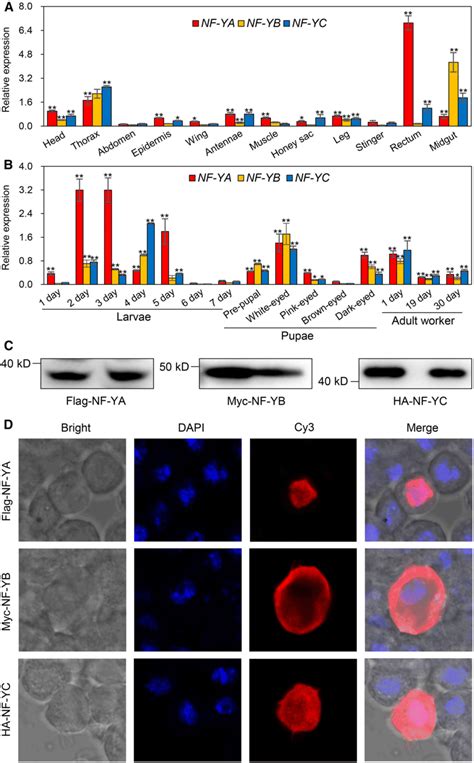 Temporal And Spatial Expression Patterns A B And Subcellular Download Scientific Diagram